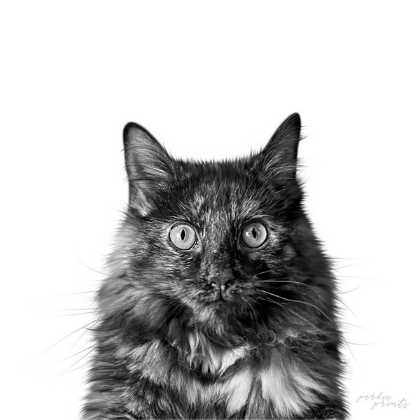 Charley — Black & White style