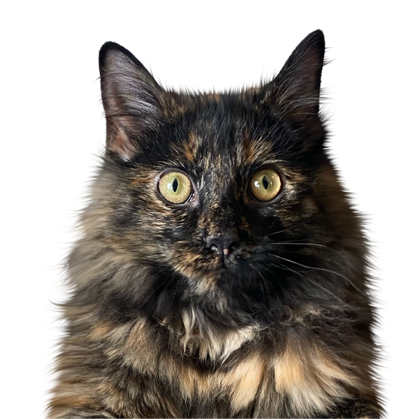 Charley — Color style
