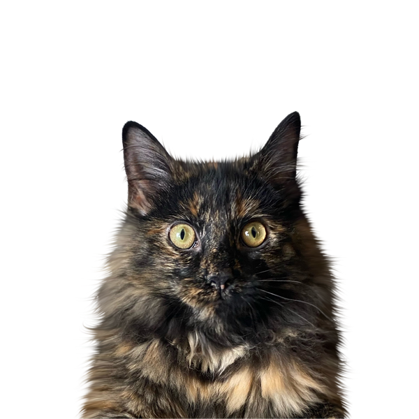 Charley — Color style