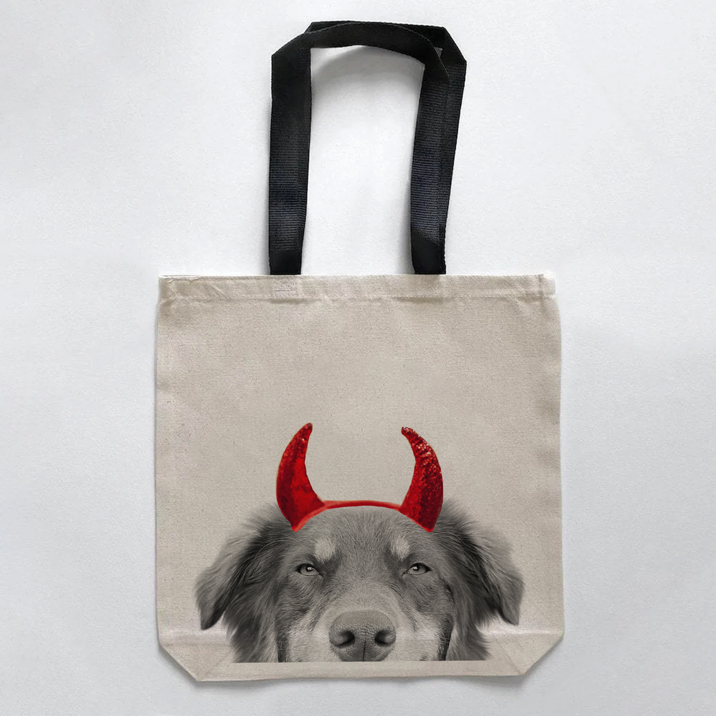 Australian Shepherd 2