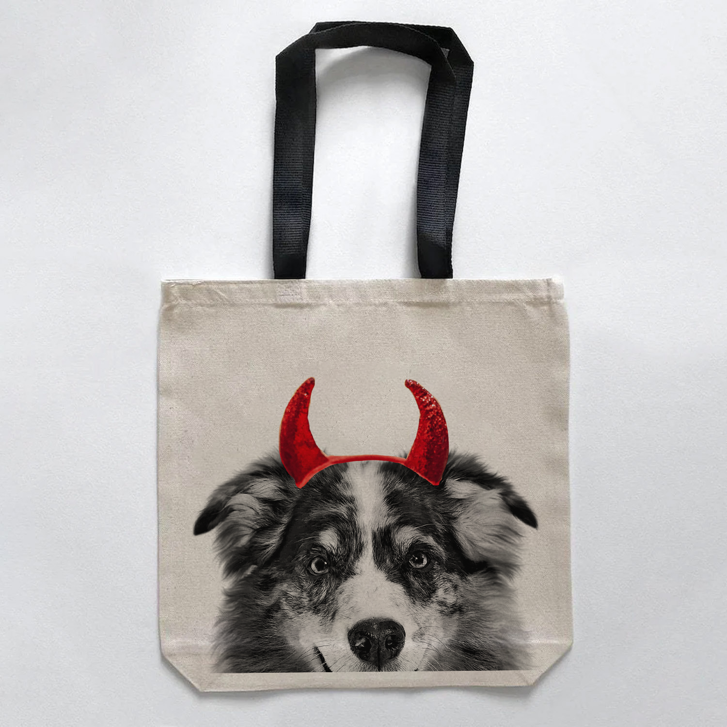 Australian Shepherd 1