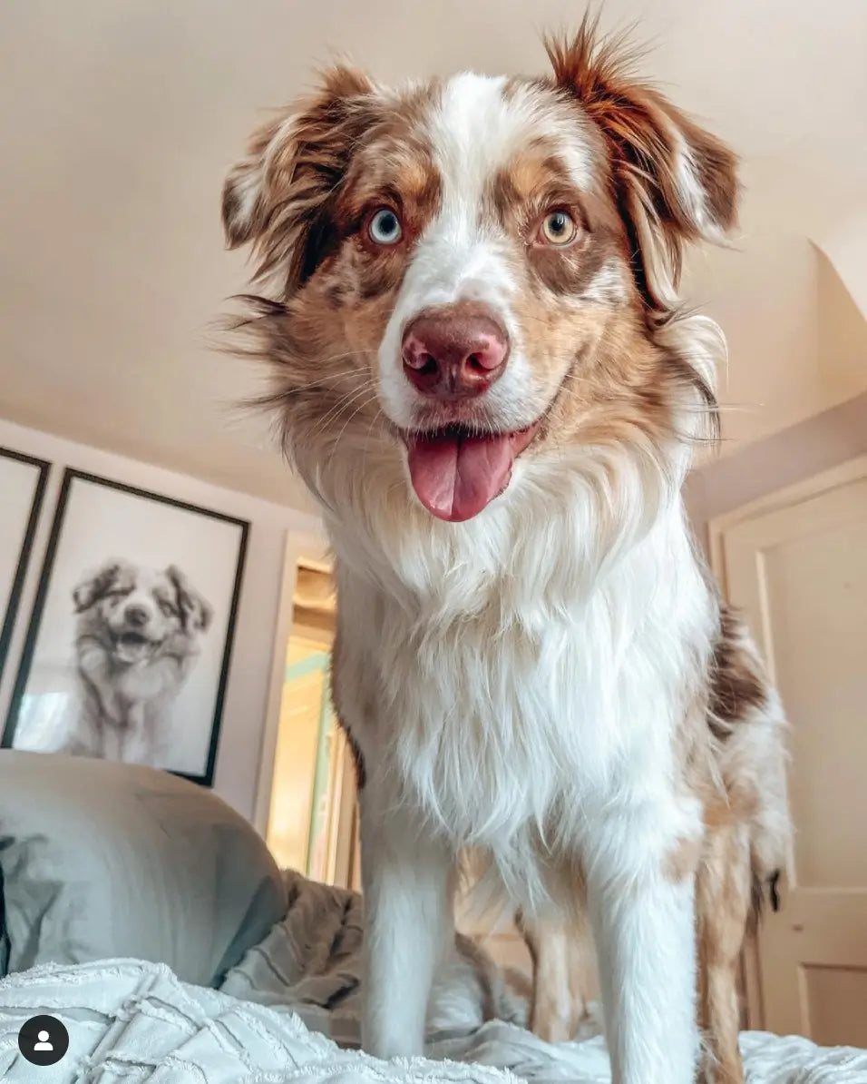 Pet Portrait in Black Frame