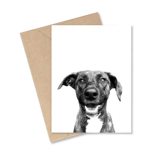 Pet Portrait Cards