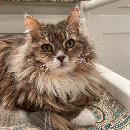 Original pet photo