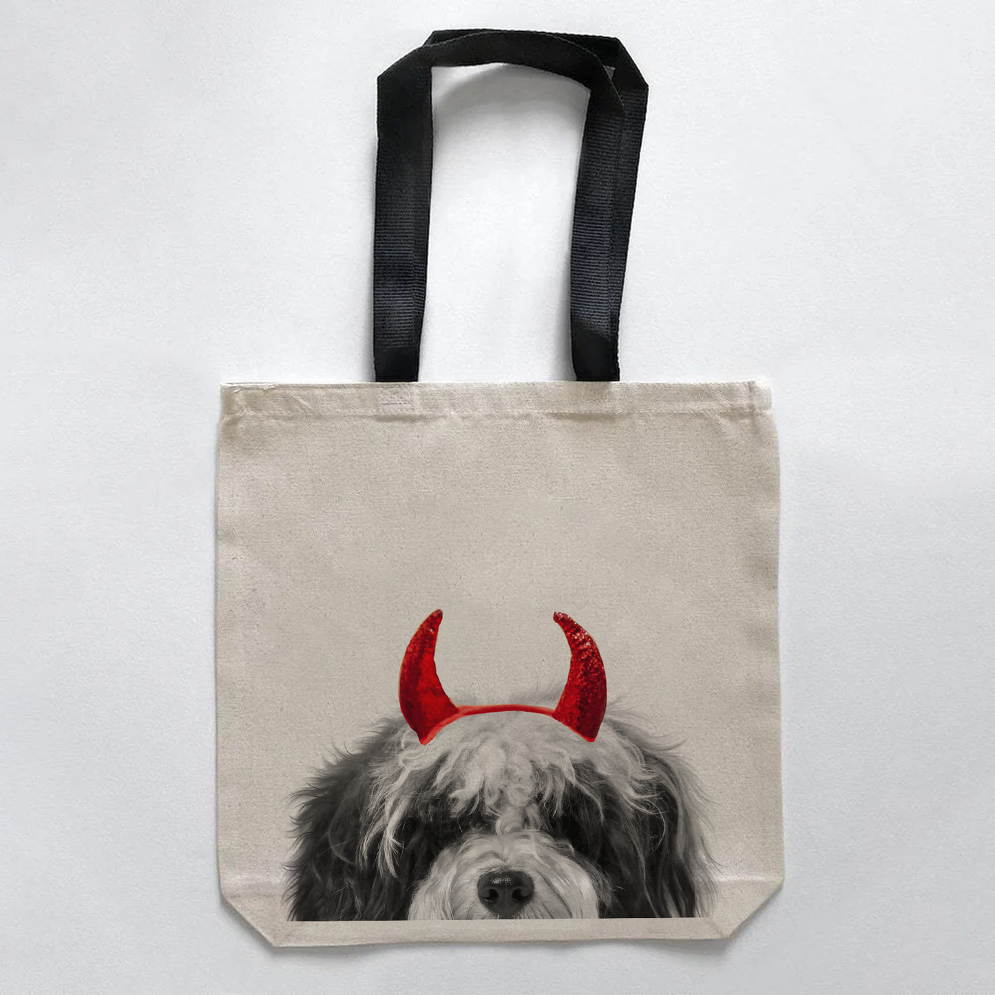 Havanese 1