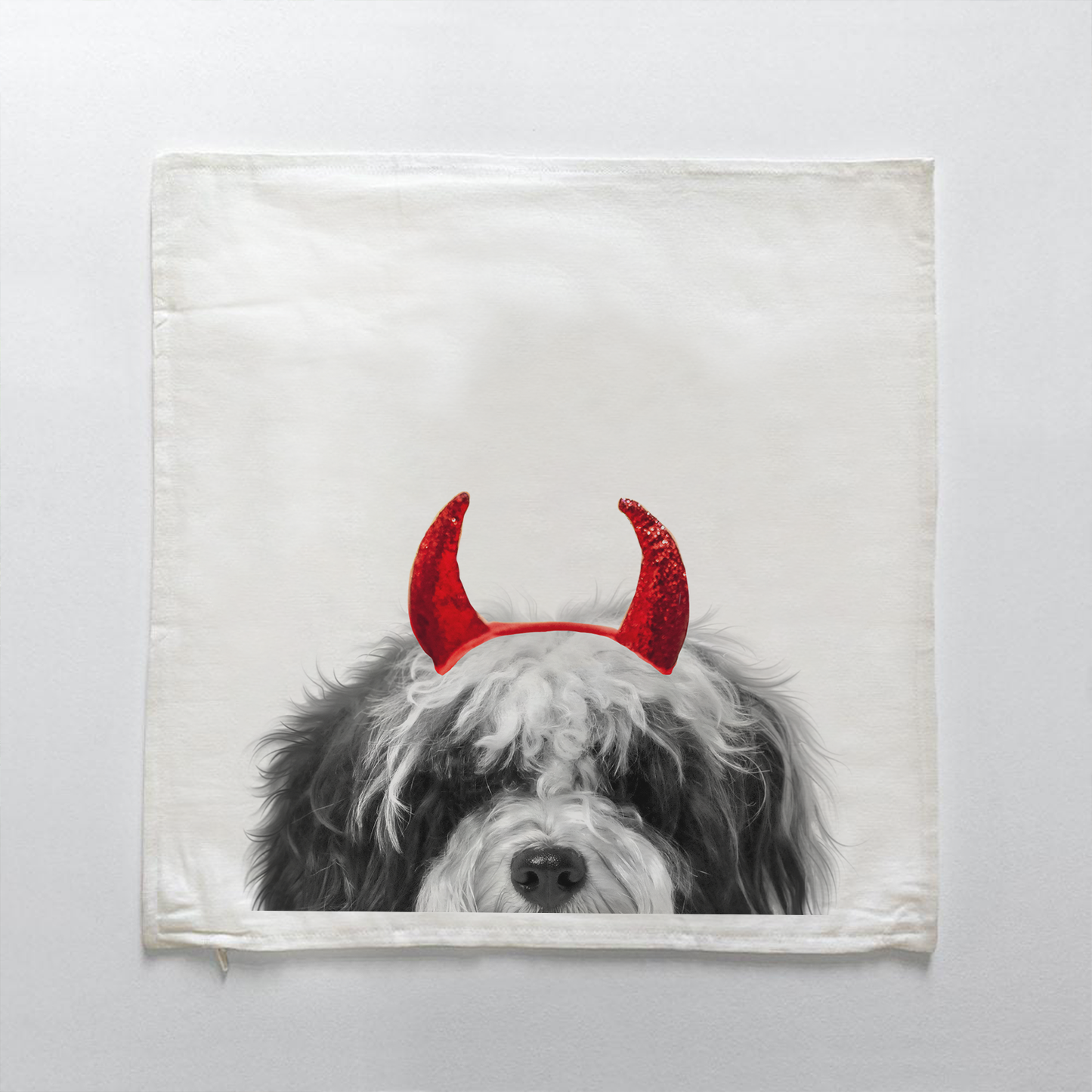 Havanese 1