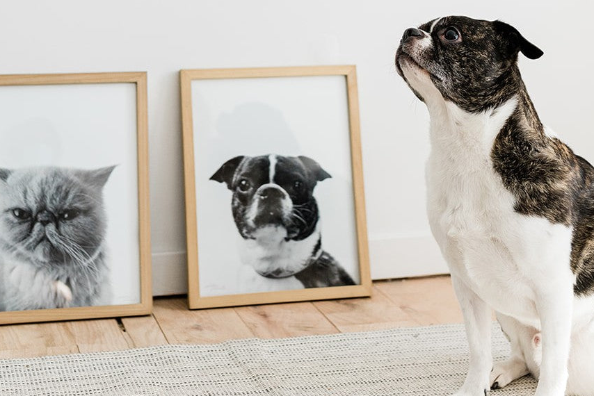 Two matching framed Perkie Prints, one dog and one cat, hung level on the same wall