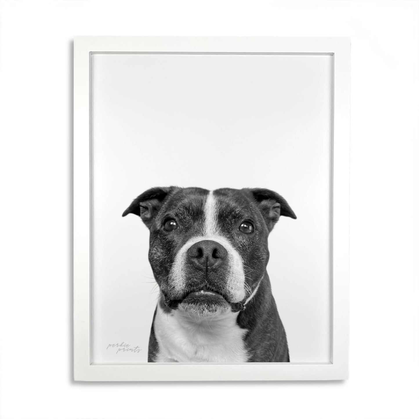 Pet Portrait in White Frame