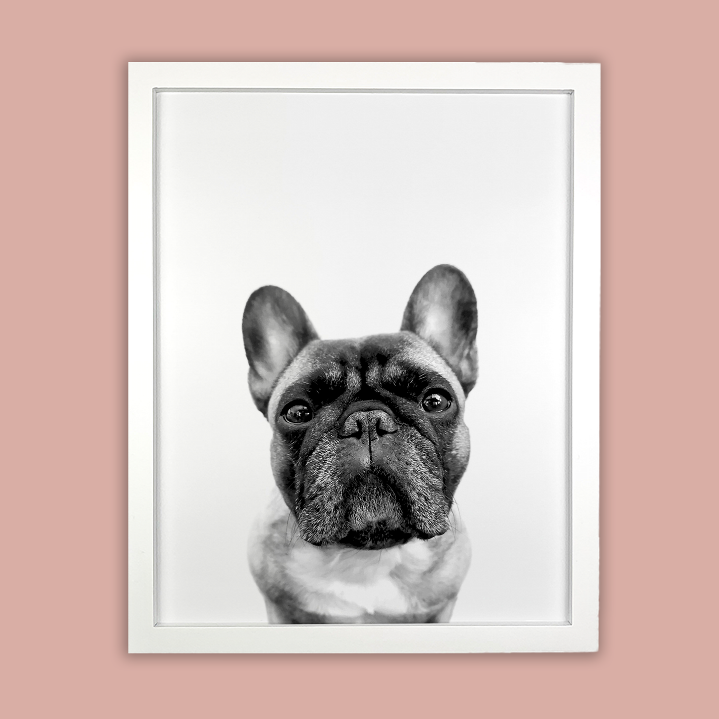 @archerthefrenchie.to White Framed Print
