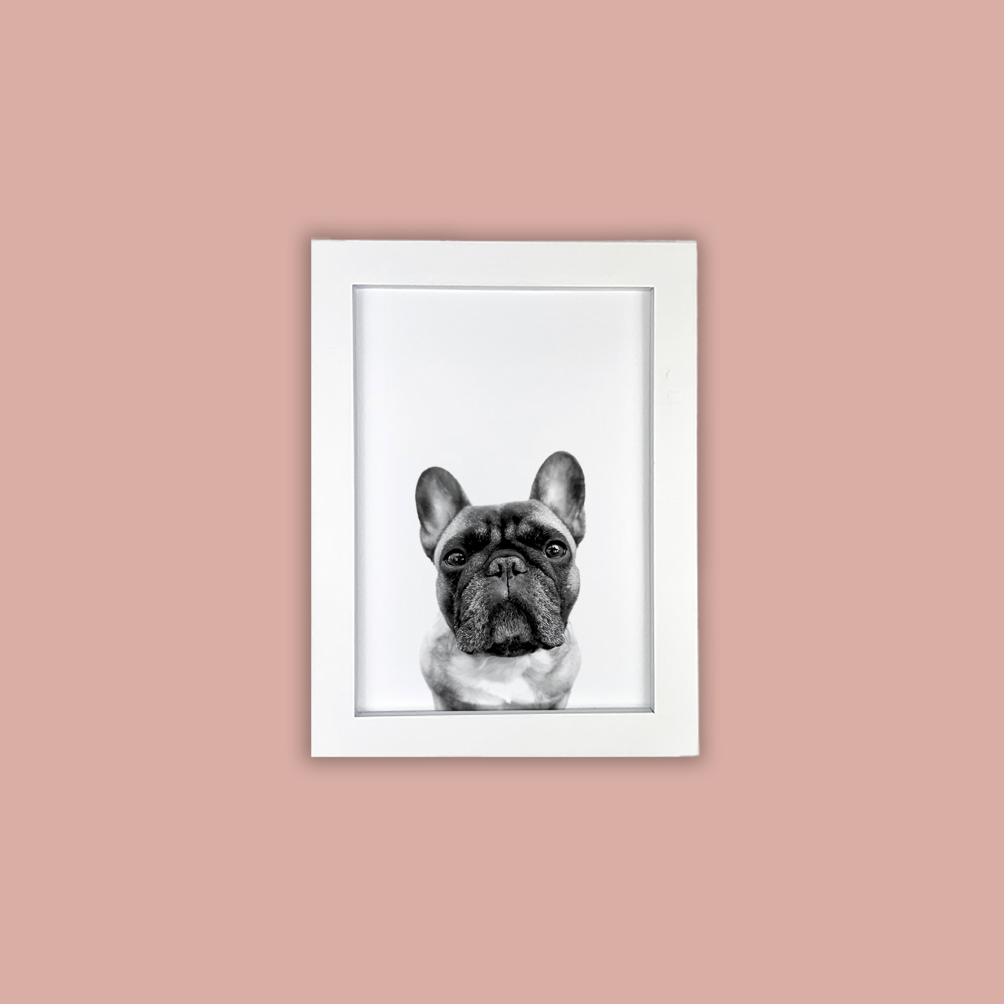 @archerthefrenchie.to White Framed Print