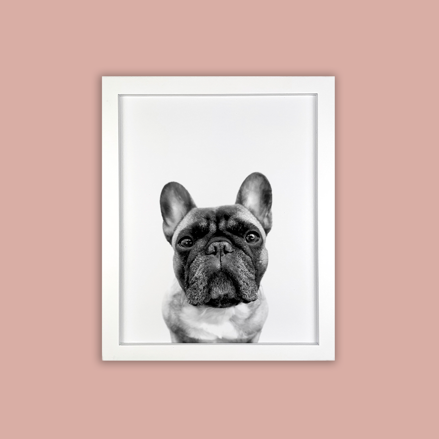 @archerthefrenchie.to White Framed Print