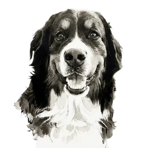 Otis in Ink Wash