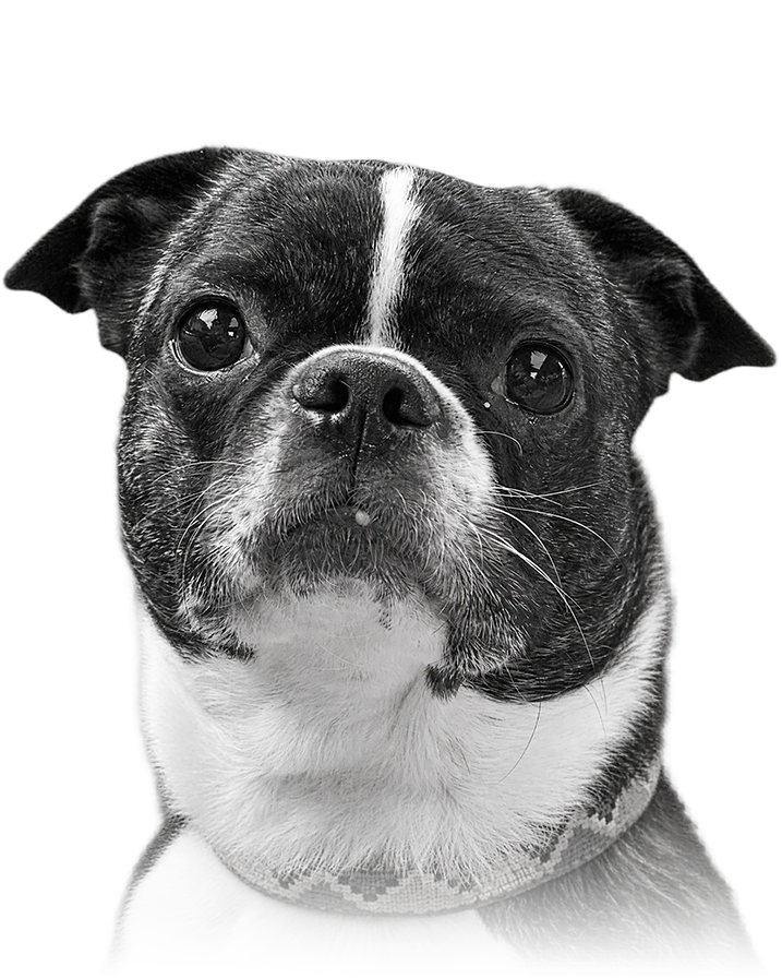 A finished Black and White Perkie Print