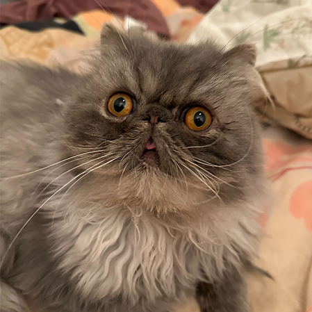 Original pet photo