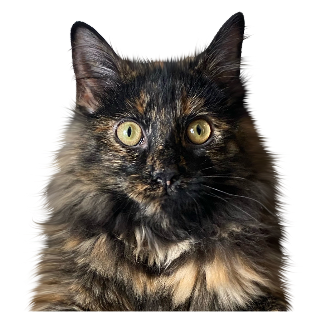 Charley in Color