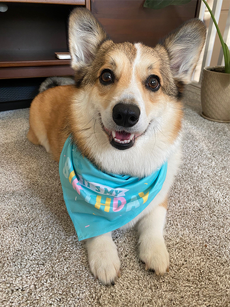 Original pet photo