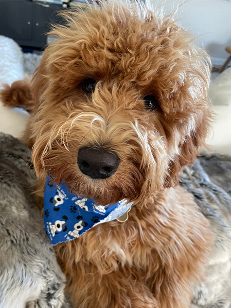 Original pet photo