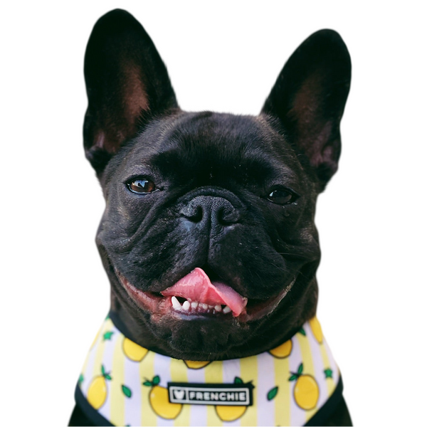 Color pet portrait style