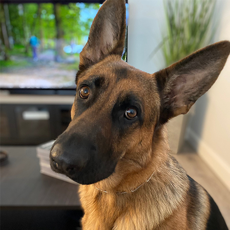 Original pet photo