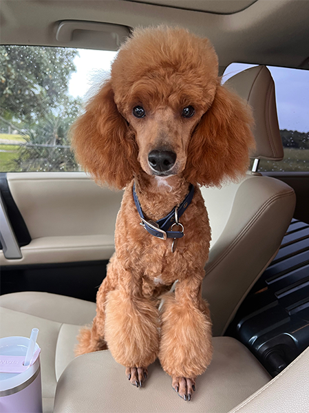 Original pet photo