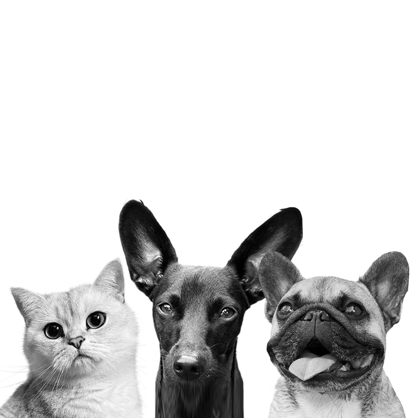 2 Additional New Perkie Print Pet Artworks