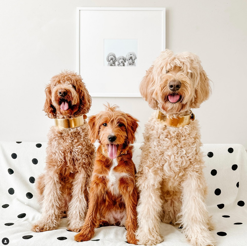 A framed Perkie Print hung on the wall, the dogs posing in front of their present.