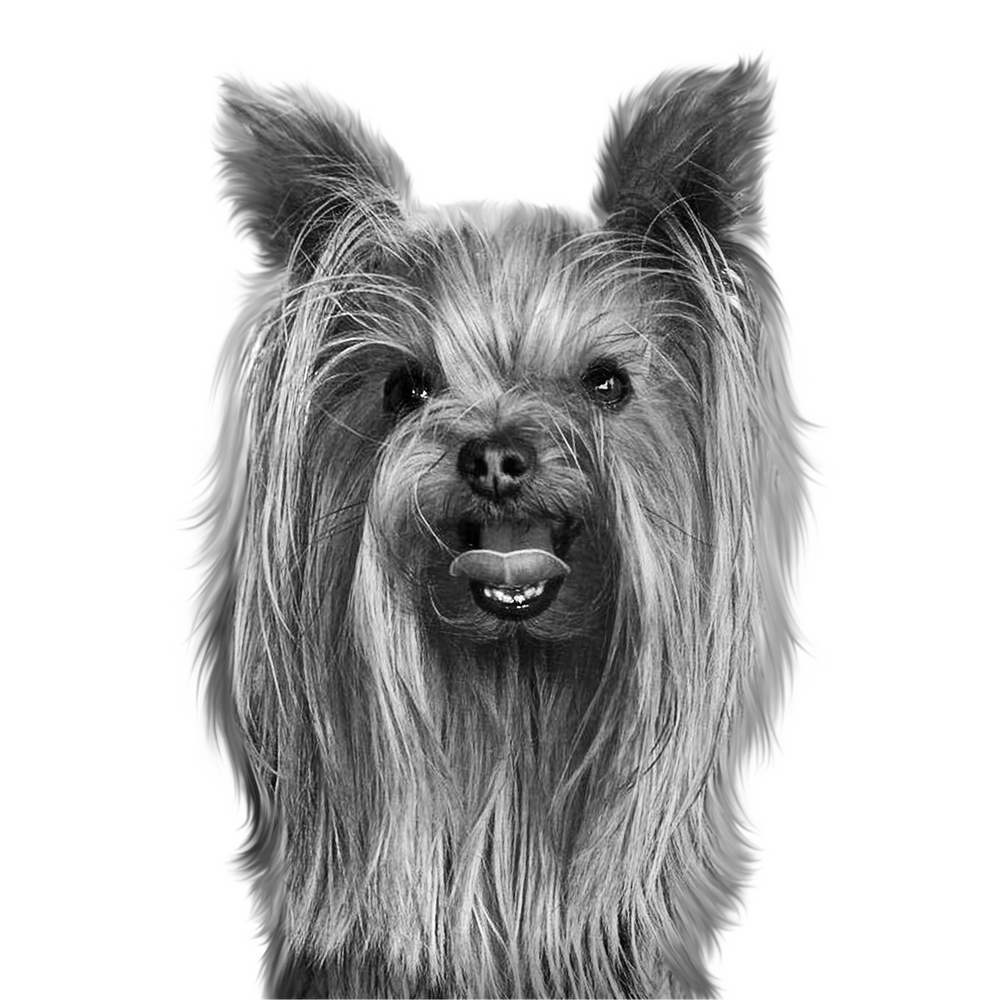 Gus in Black & White