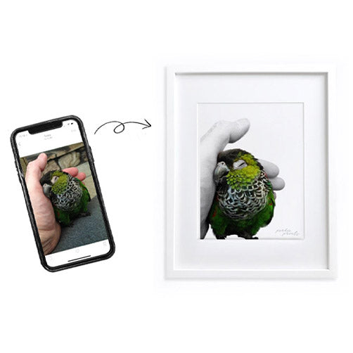 White Framed Perkie Print