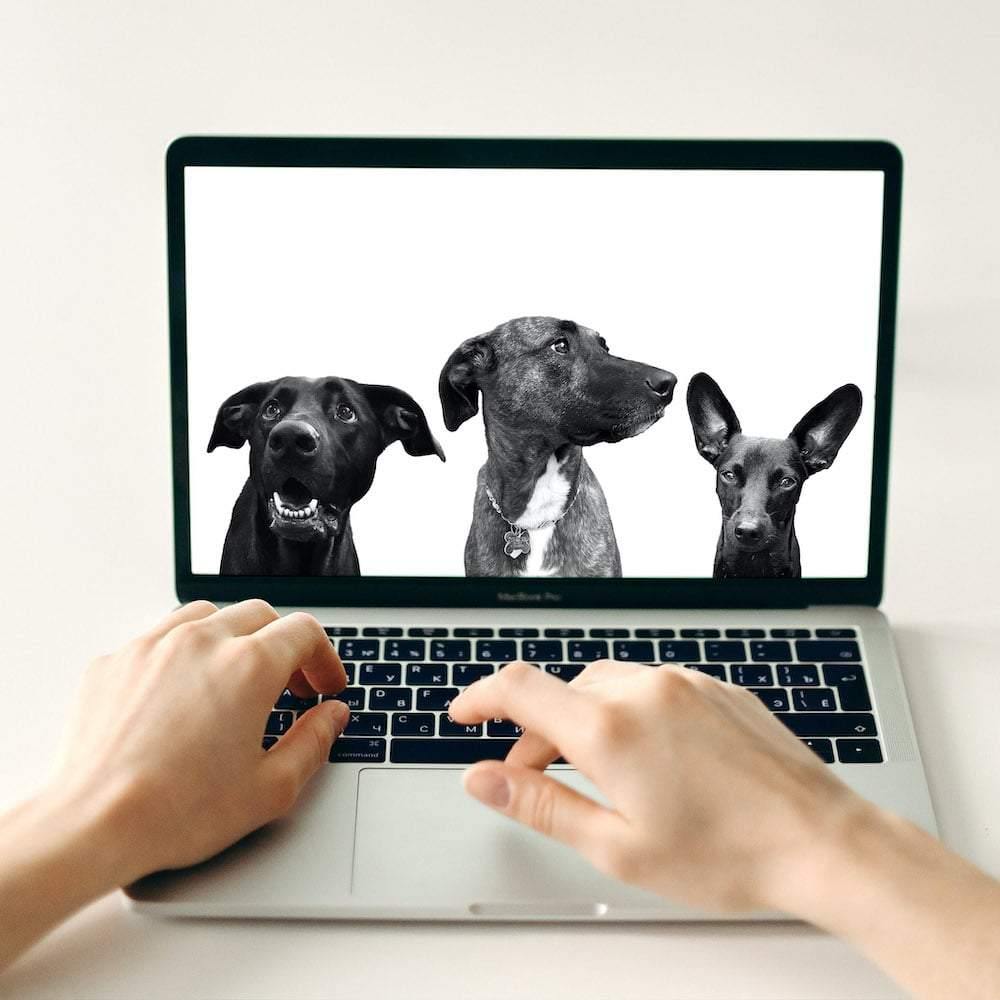 Digital File (Add-On Item) - Perkie Prints