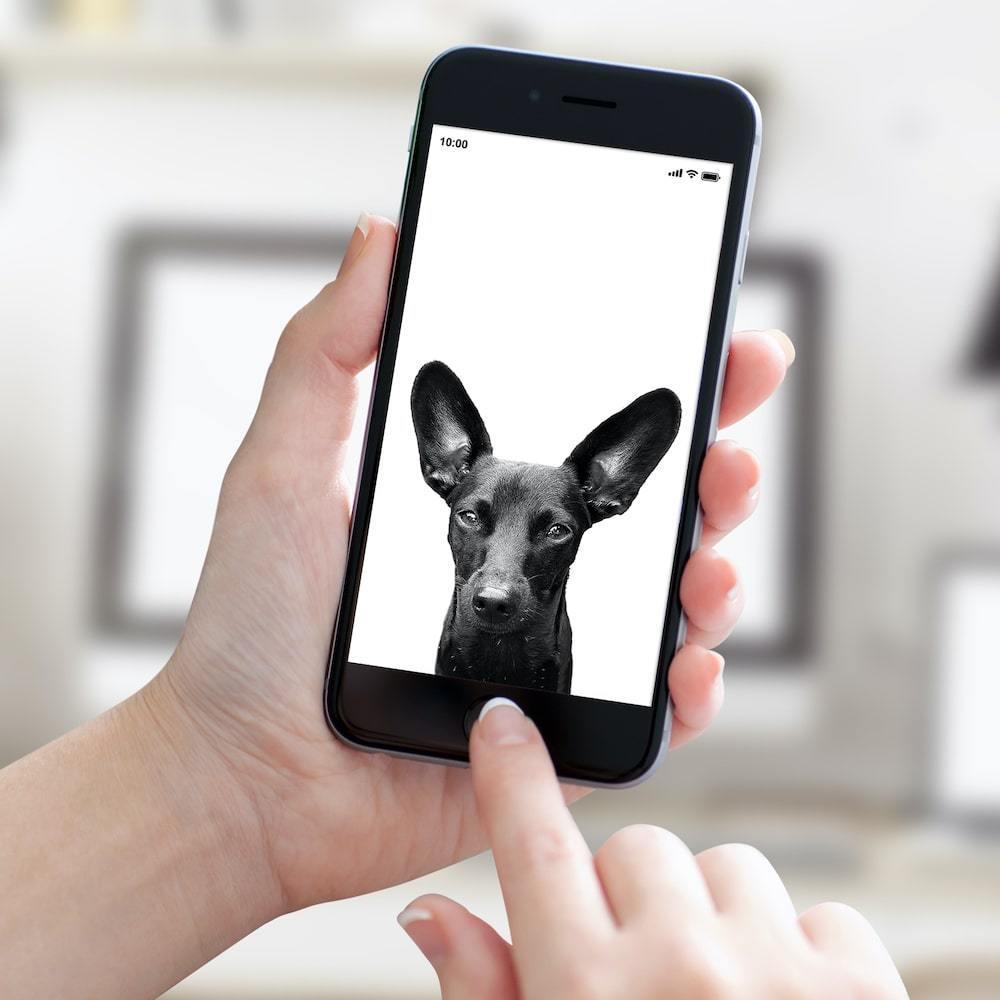 Digital File (Add-On Item) - Perkie Prints