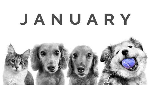 January Pet of the Month