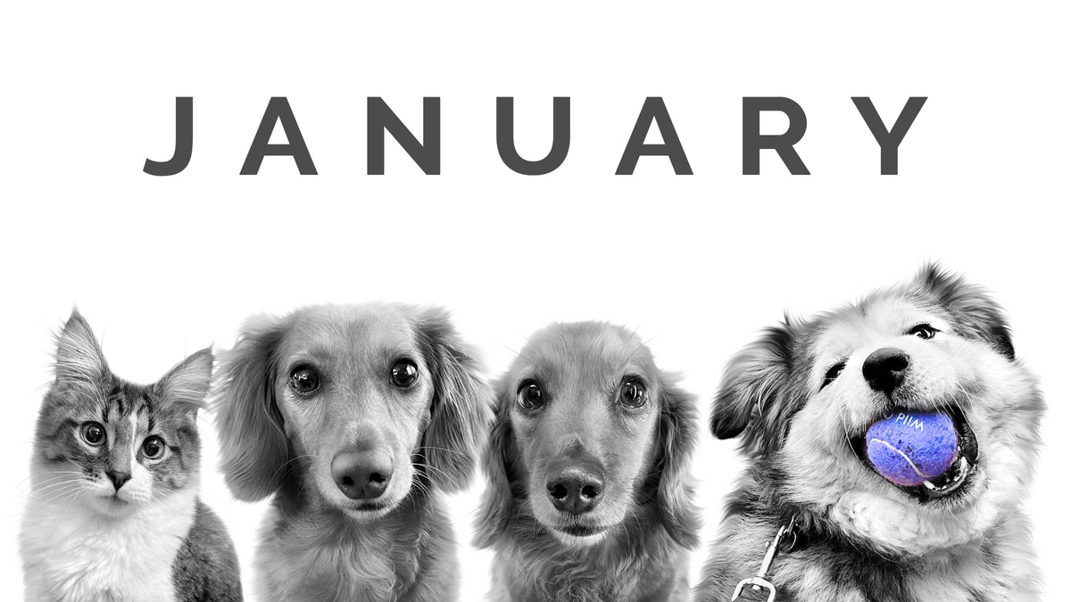 January Pet of the Month – Perkie Prints