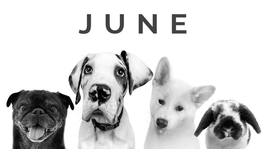 June Pet of the Month