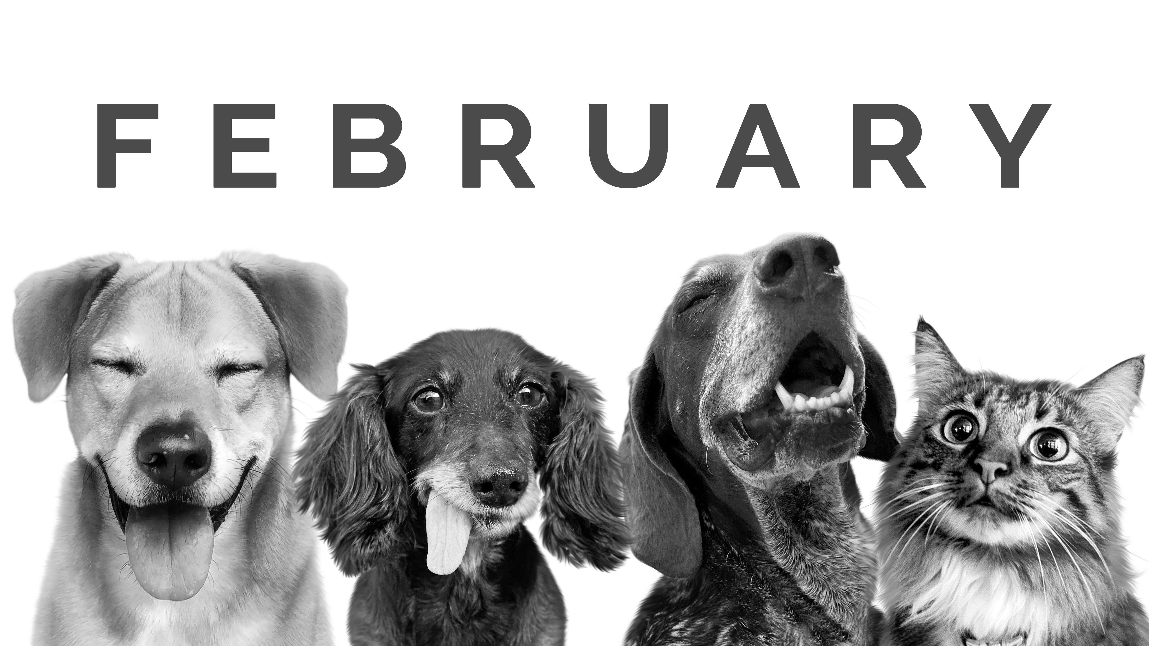Dogs In February February Pet of the Month – Perkie Prints