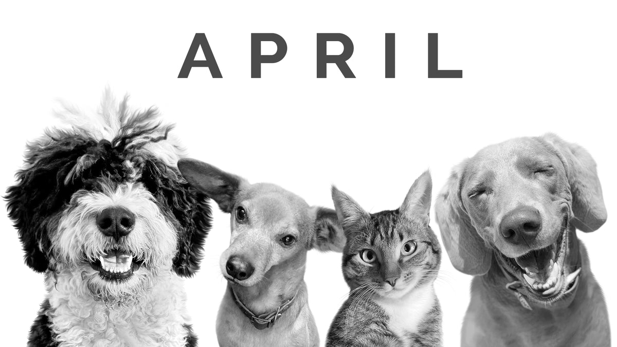 April Pet of the Month – Perkie Prints