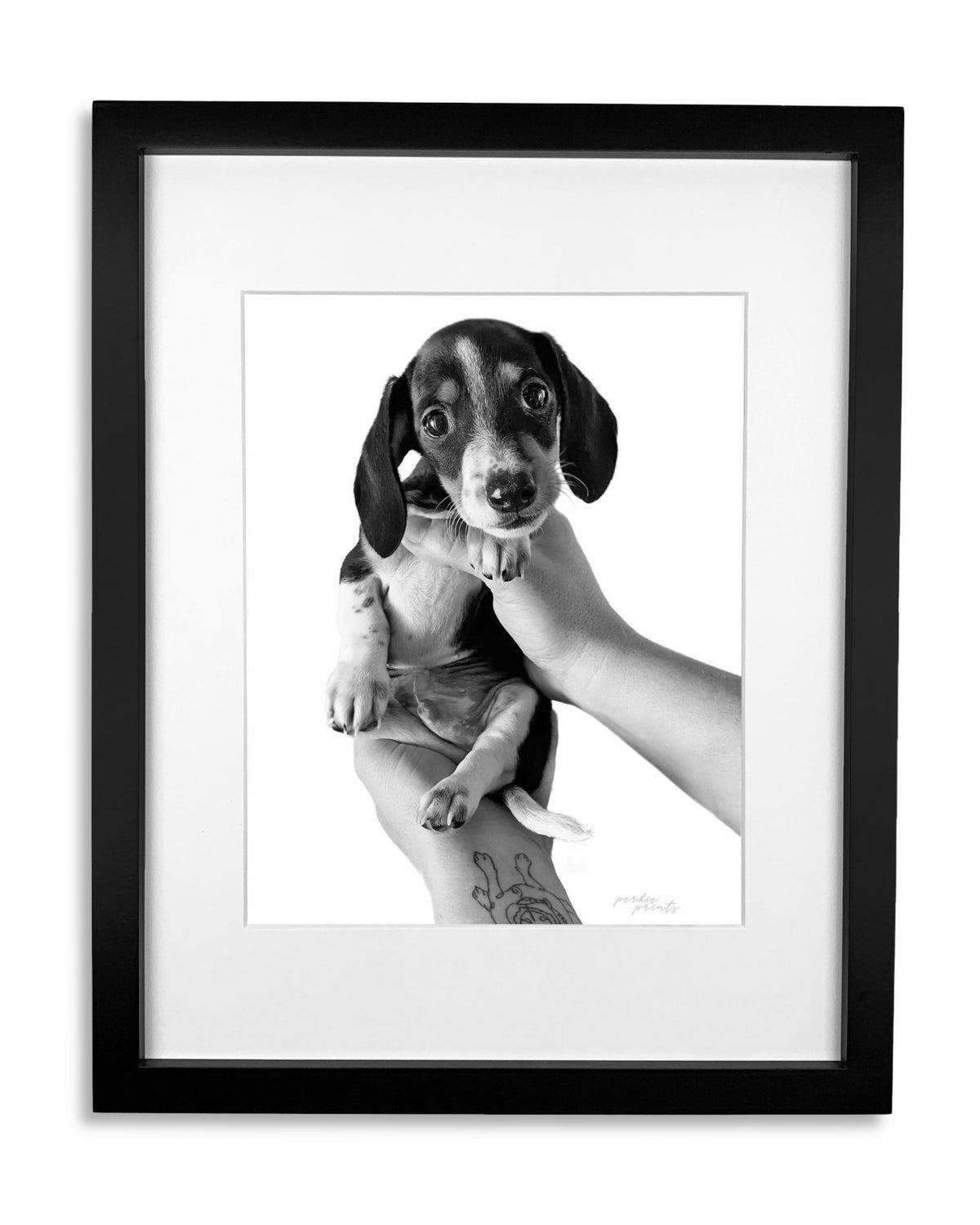 Framed black and white photo of a dachshund puppy being held