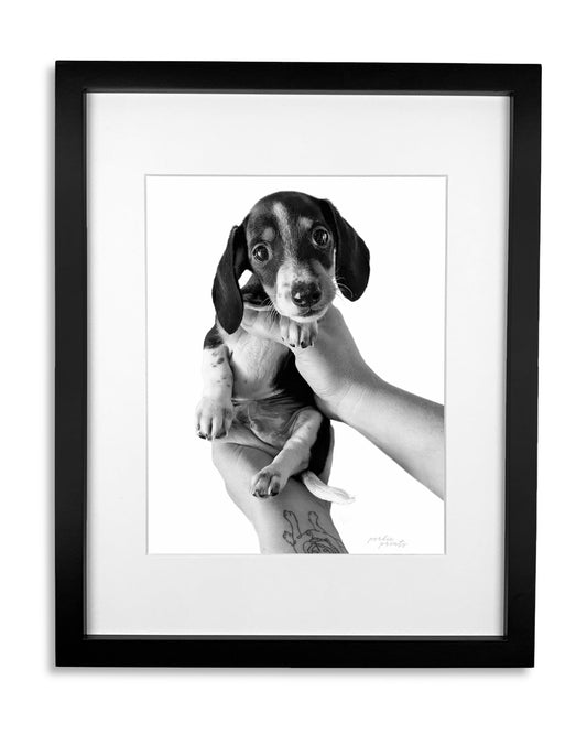 Framed black and white photo of a dachshund puppy being held