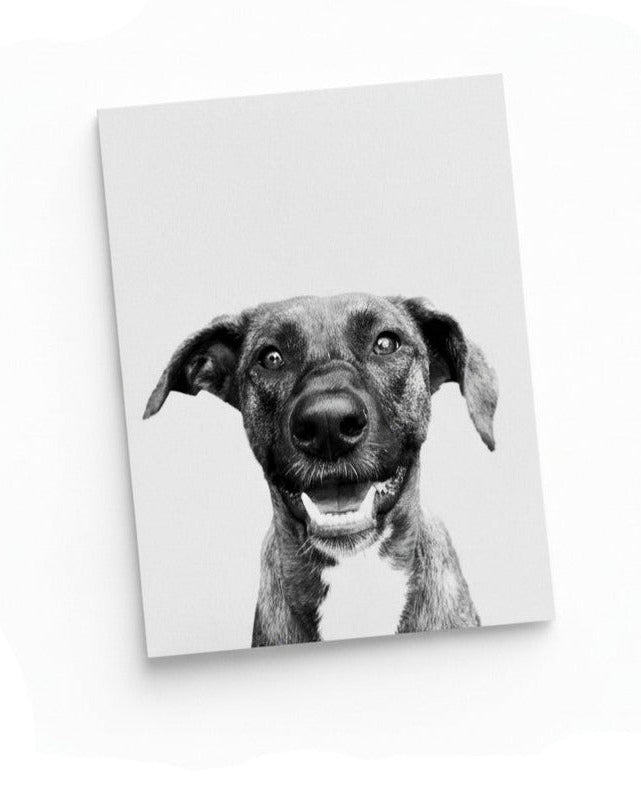 Black and white photo of a dog on a white background