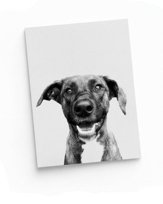 Black and white photo of a dog on a white background