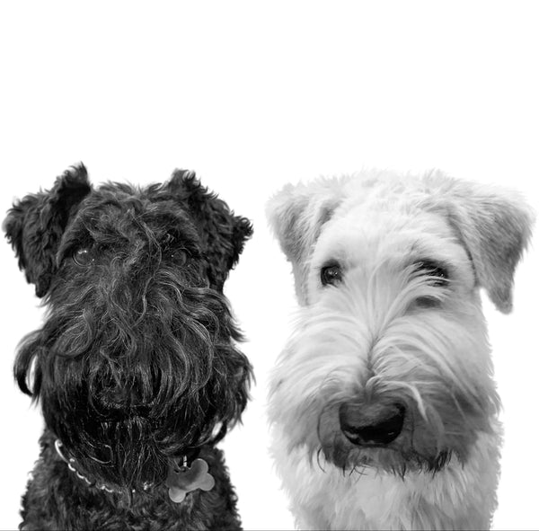 Two pets composed together in one portrait