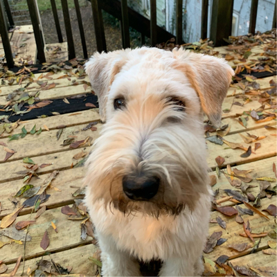 Pet 1