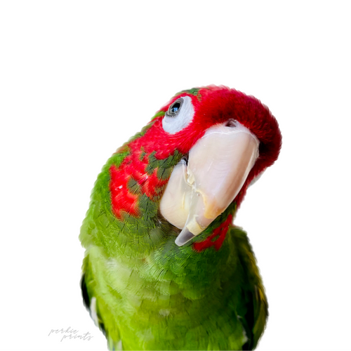 Color portrait