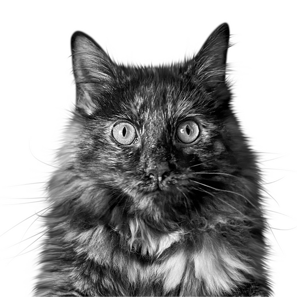 Charley — Black & White style