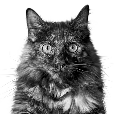 Custom cat portrait