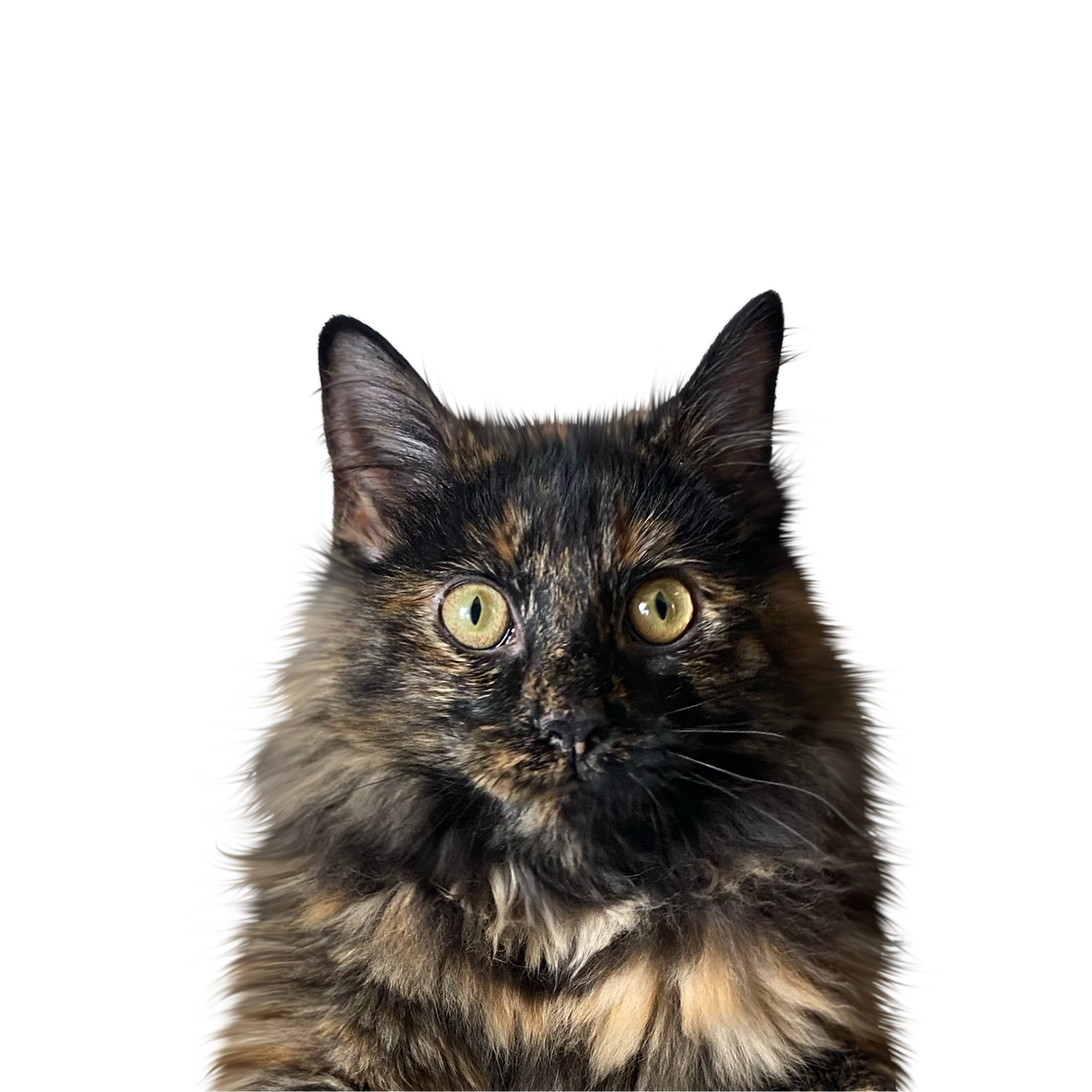 Cat portrait in Color