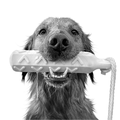 Custom golden retriever portrait