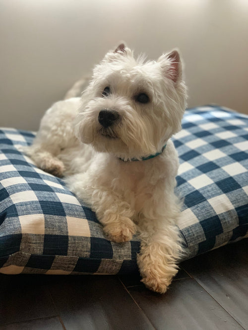 Original pet photo