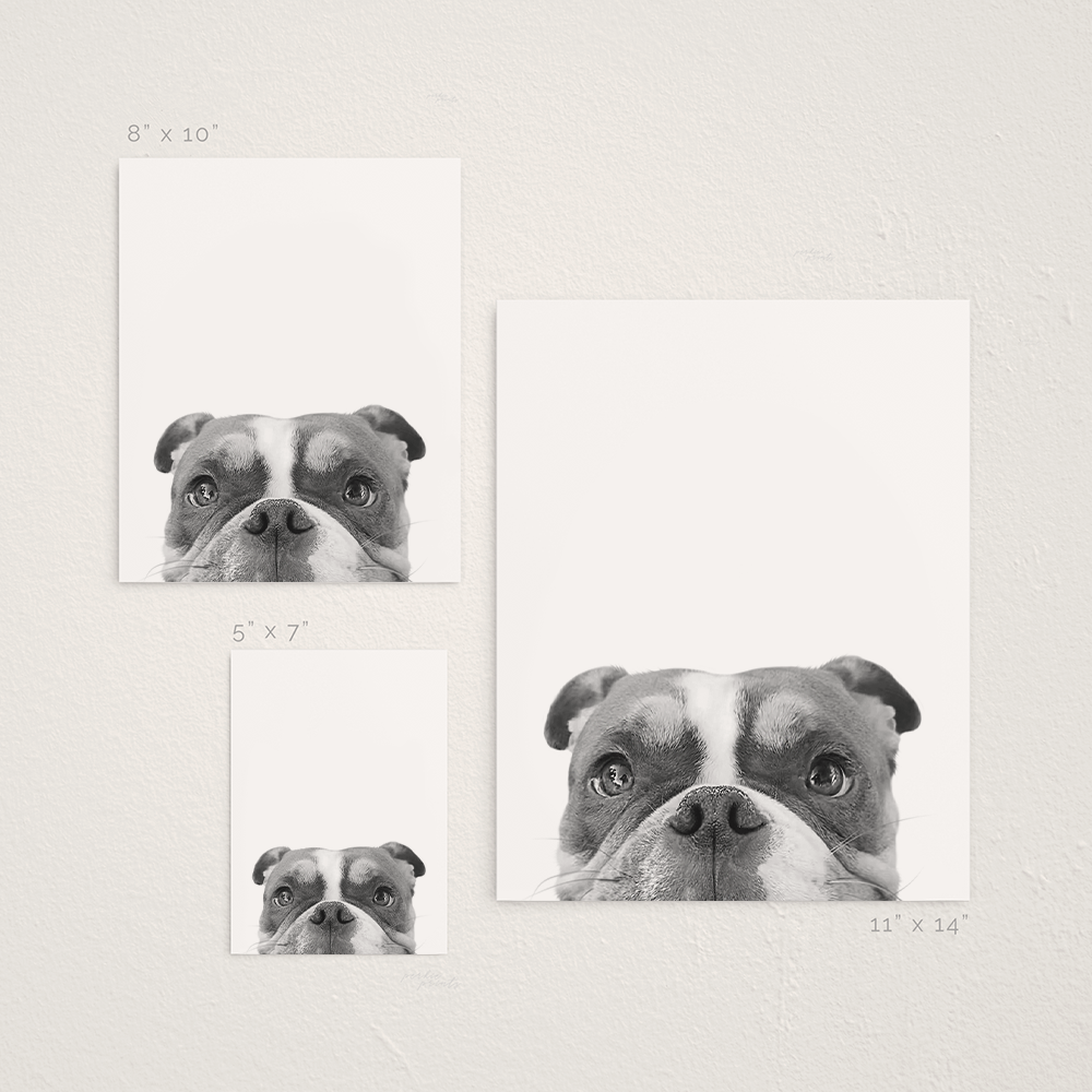 Peeking Pet Unframed Print