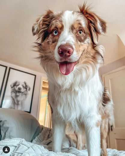 Pet Portrait in Black Frame