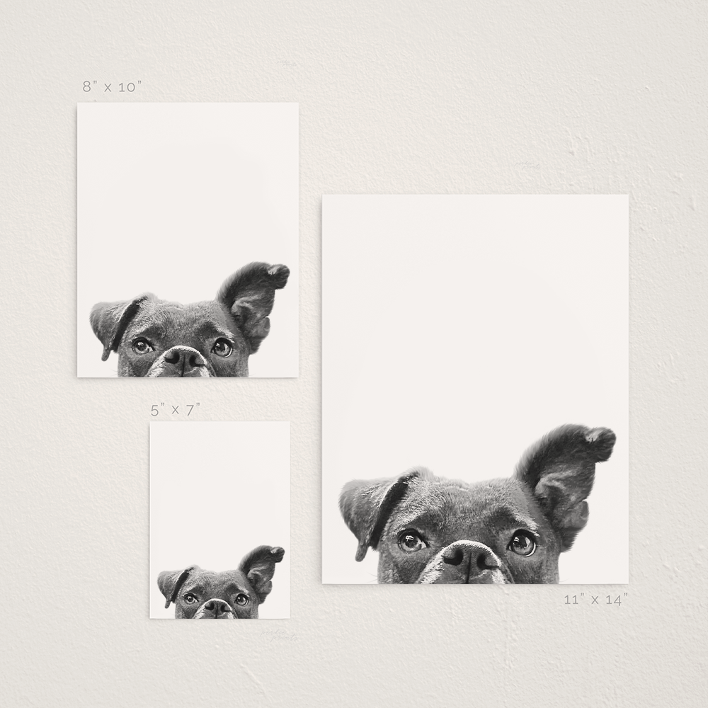 Peeking Pet Unframed Print